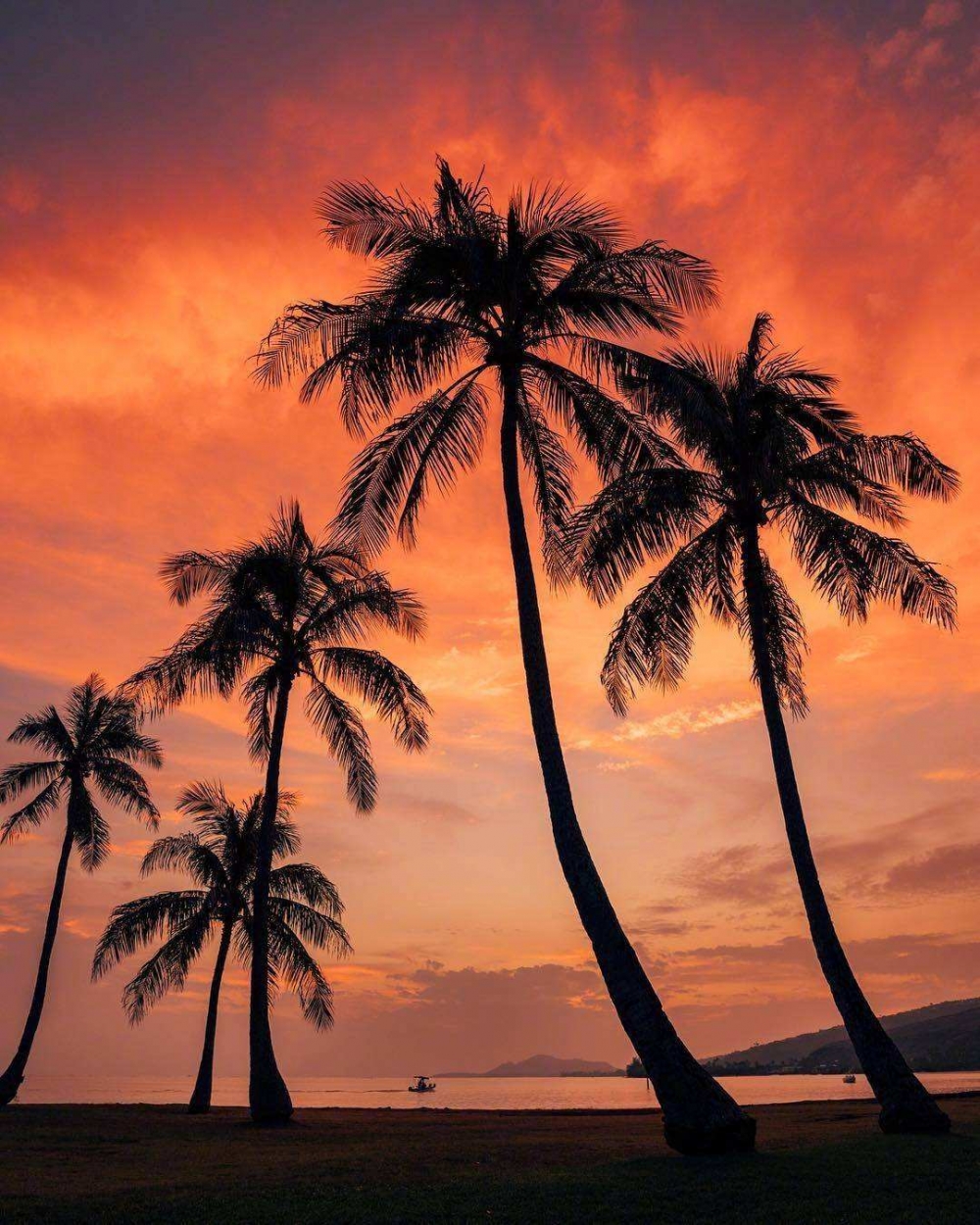 点击大图看下一张：一组超美的椰林黄昏图片