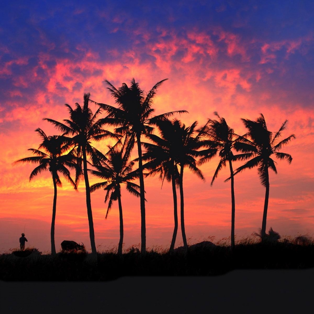 点击大图看下一张：一组超美的椰林黄昏图片