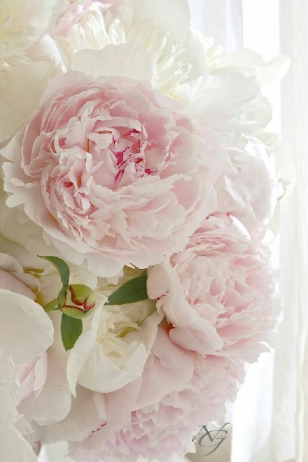 点击大图看下一张：一组白粉色纯洁的芍药花图片