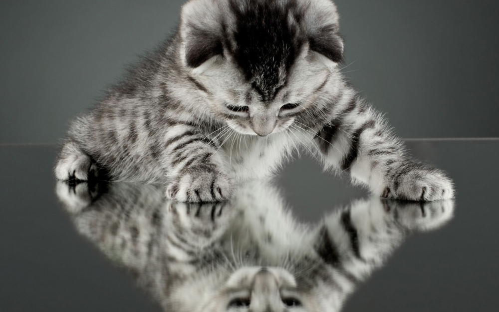 点击大图看下一张：软萌可爱的猫咪图片桌面壁纸