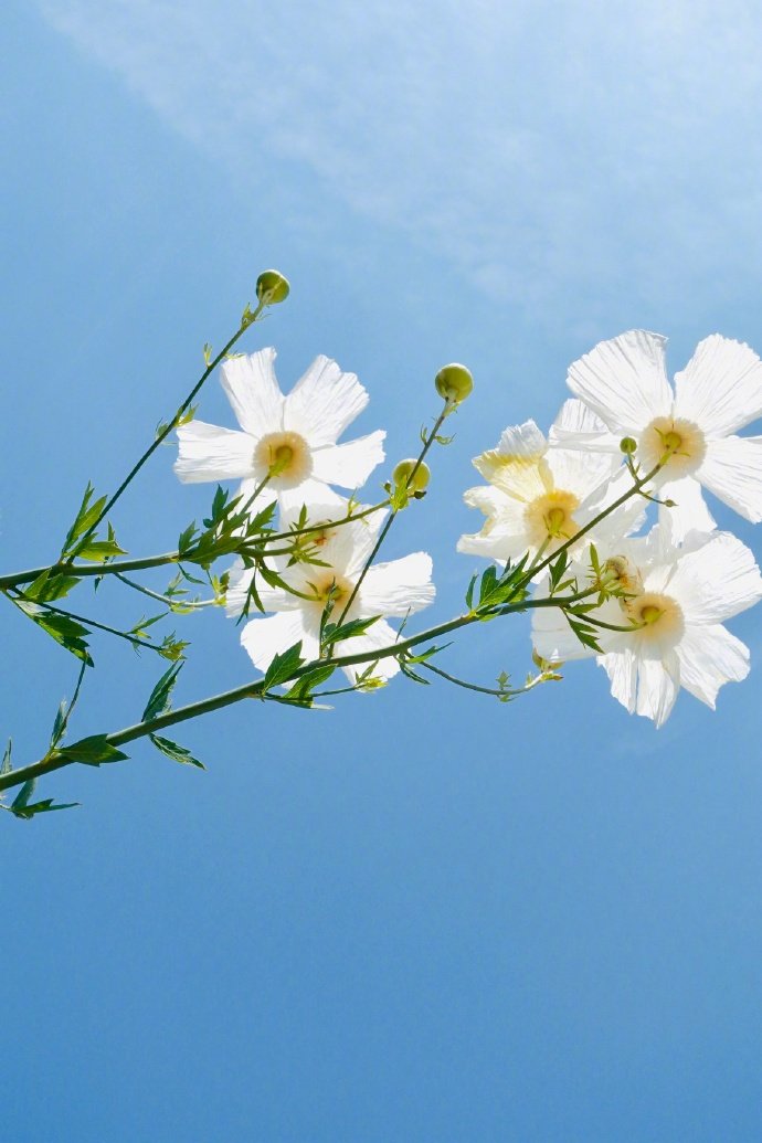 点击大图看下一张：一组小清新的白色雏菊花图片欣赏
