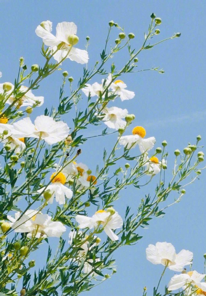 点击大图看下一张：一组小清新的白色雏菊花图片欣赏