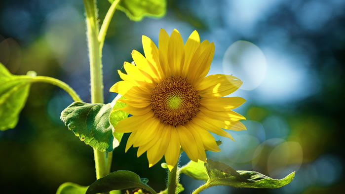 点击大图看下一张：一组阳光满满的向日葵图片欣赏