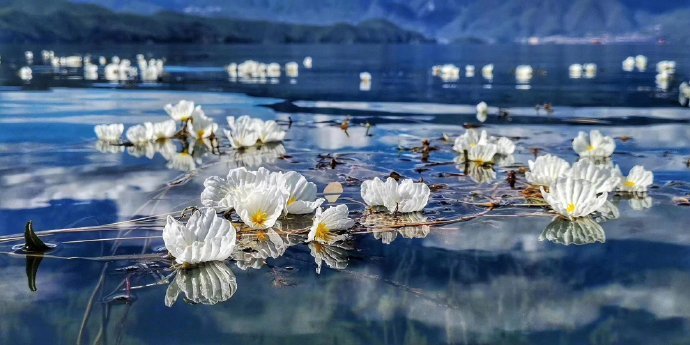 点击大图看下一张：每年海藻花盛开的时候，就是泸沽湖最美的时间