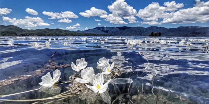 点击大图看下一张：每年海藻花盛开的时候，就是泸沽湖最美的时间