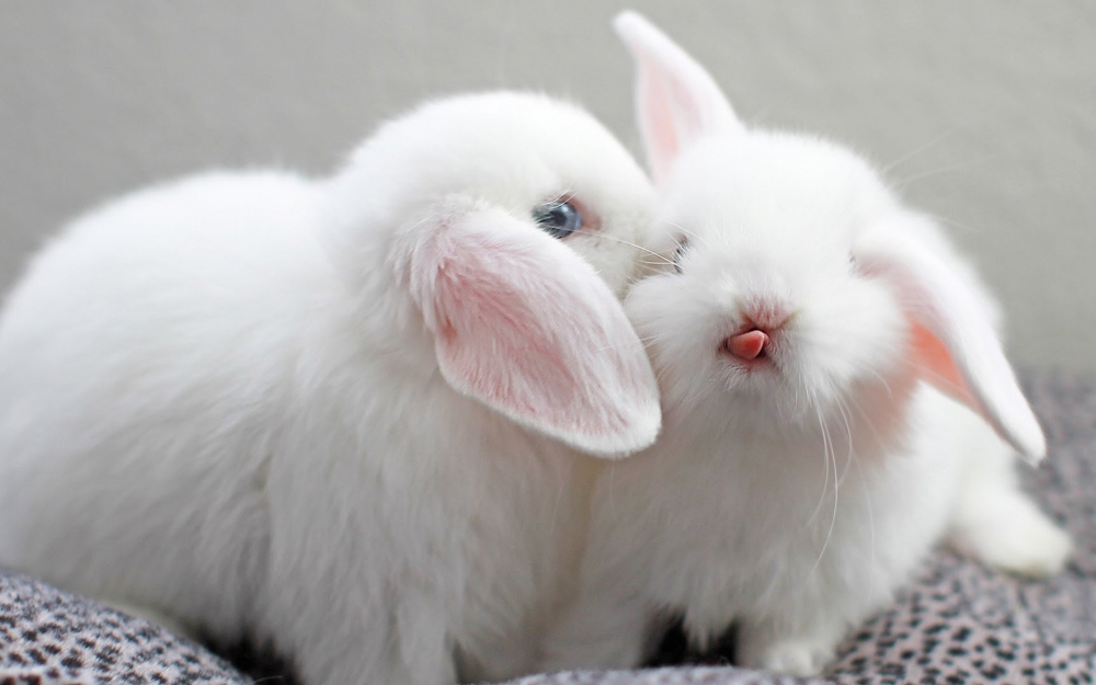 点击大图看下一张：一组超级可爱萌系小白兔图片欣赏