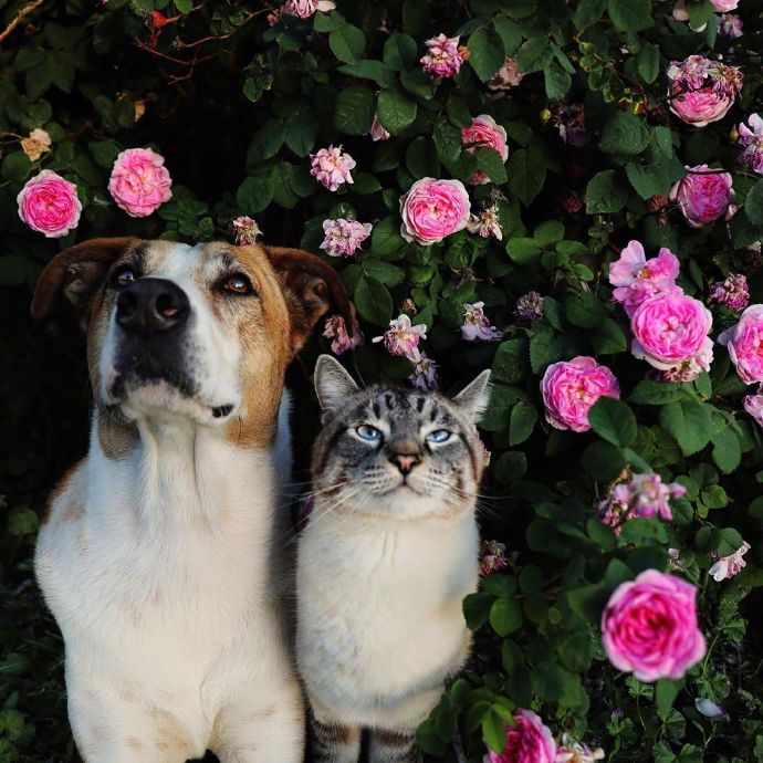 点击大图看下一张：一只狗和一只猫的旅行图片欣赏