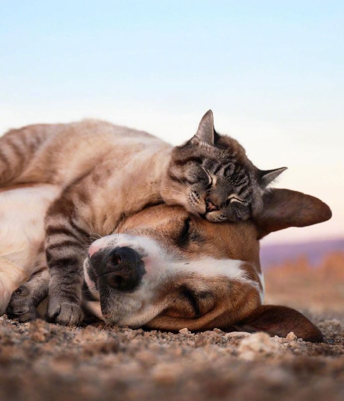 点击大图看下一张：一只狗和一只猫的旅行图片欣赏