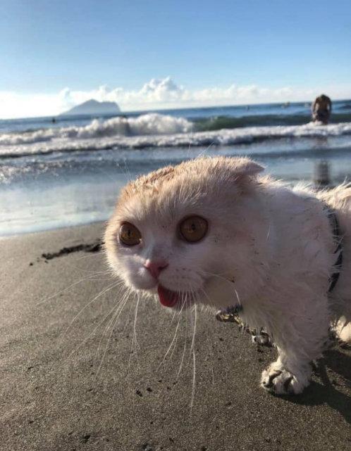 点击大图看下一张：第一次去海边的猫咪，惊呆了