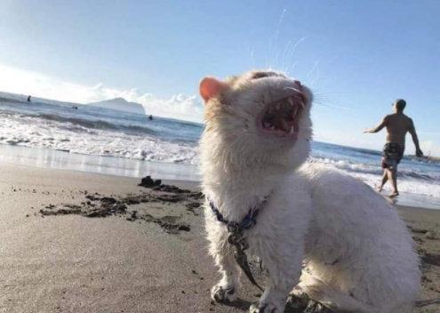 点击大图看下一张：第一次去海边的猫咪，惊呆了