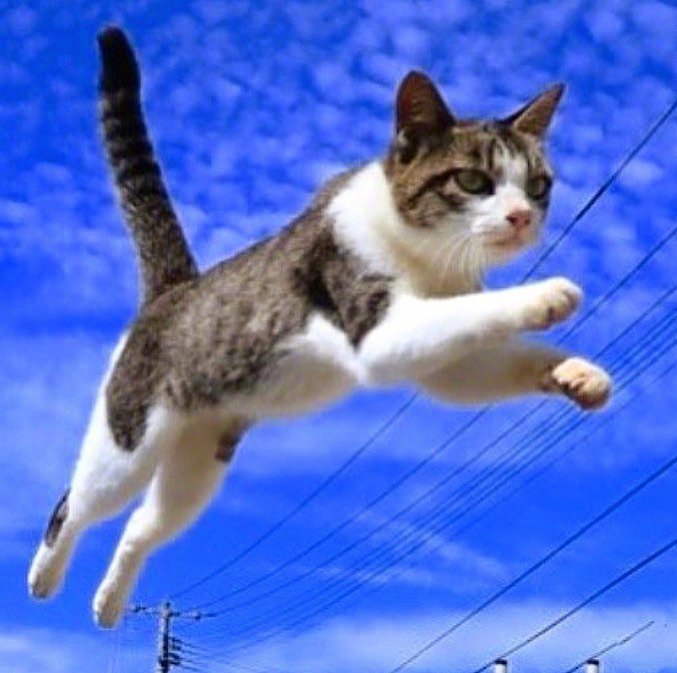 点击大图看下一张：一组飞行中的猫图片欣赏