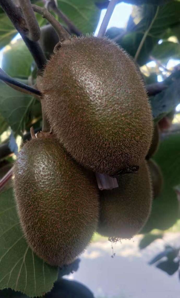 点击大图看下一张：一组挂在树上超级新鲜的猕猴桃
