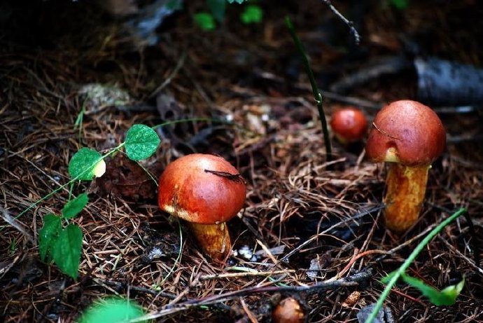 点击大图看下一张：一组可爱的野生红色小蘑菇图片