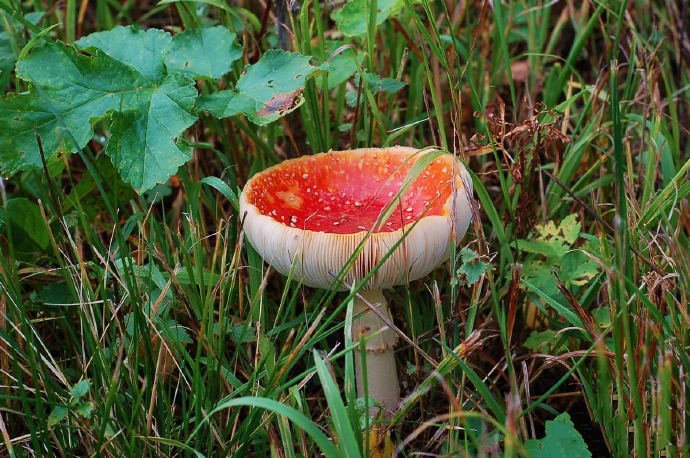 点击大图看下一张：一组可爱的野生红色小蘑菇图片