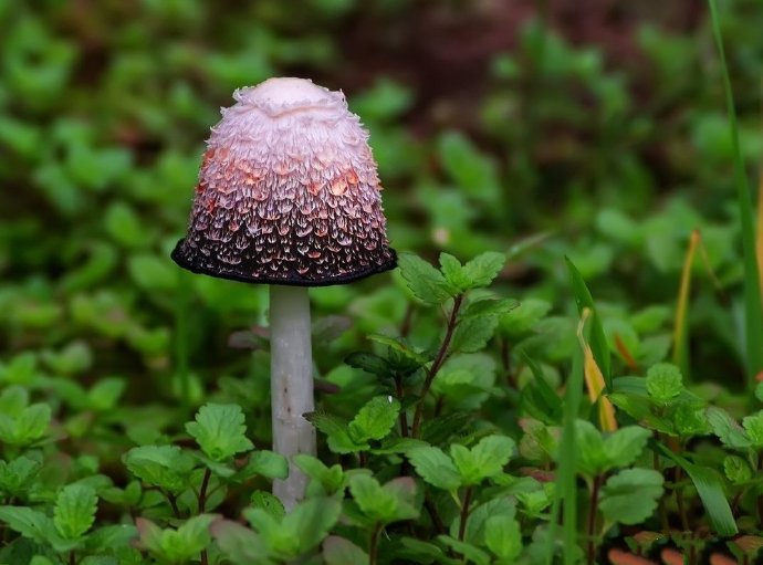 点击大图看下一张：一组山上的野生小蘑菇图片