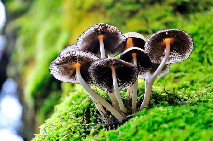 点击大图看下一张：一组山上的野生小蘑菇图片