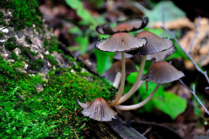 点击大图看下一张：一组山上的野生小蘑菇图片