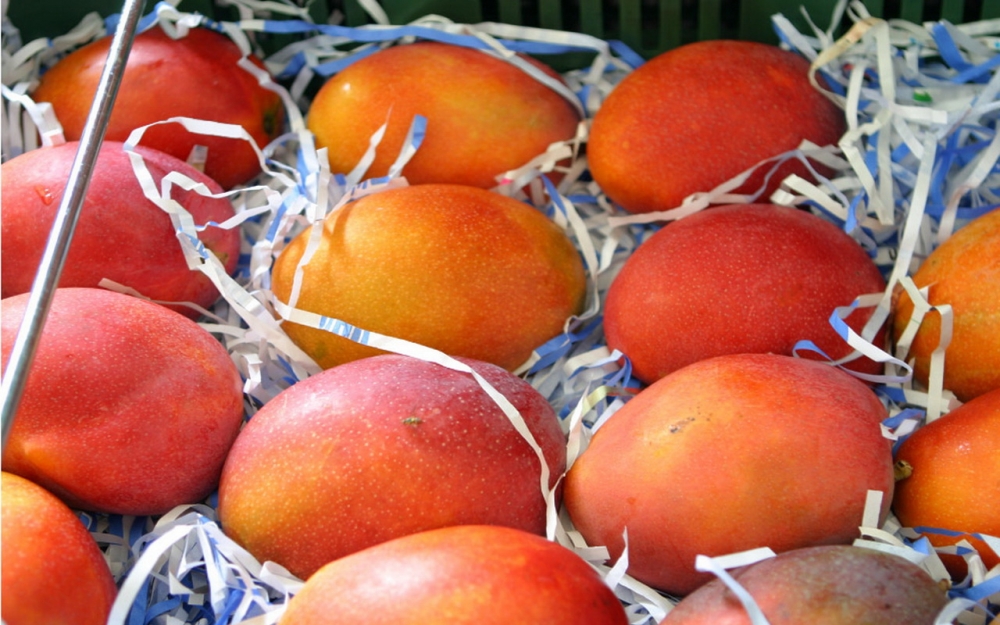 点击大图看下一张：热带水果王芒果的图片