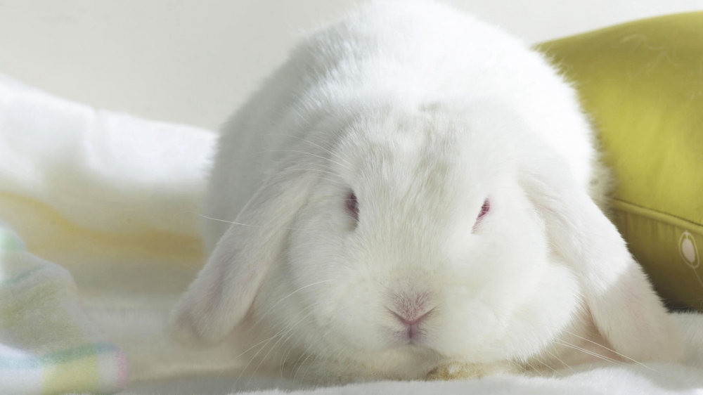 点击大图看下一张：萌系可爱的小白兔桌面壁纸