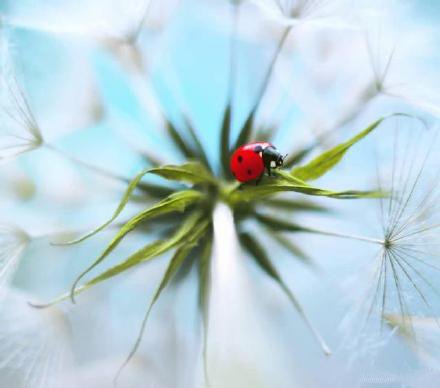 点击大图看下一张：花朵上的七星瓢虫唯美高清图片