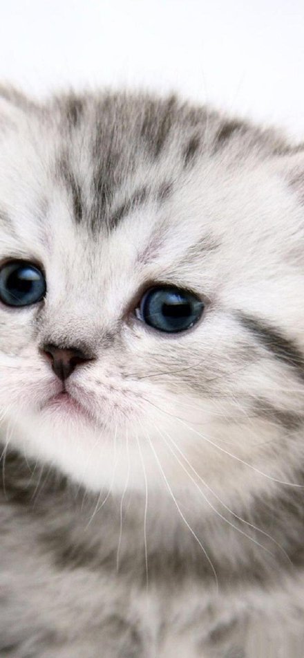 点击大图看下一张：一组可爱软萌的小猫图片