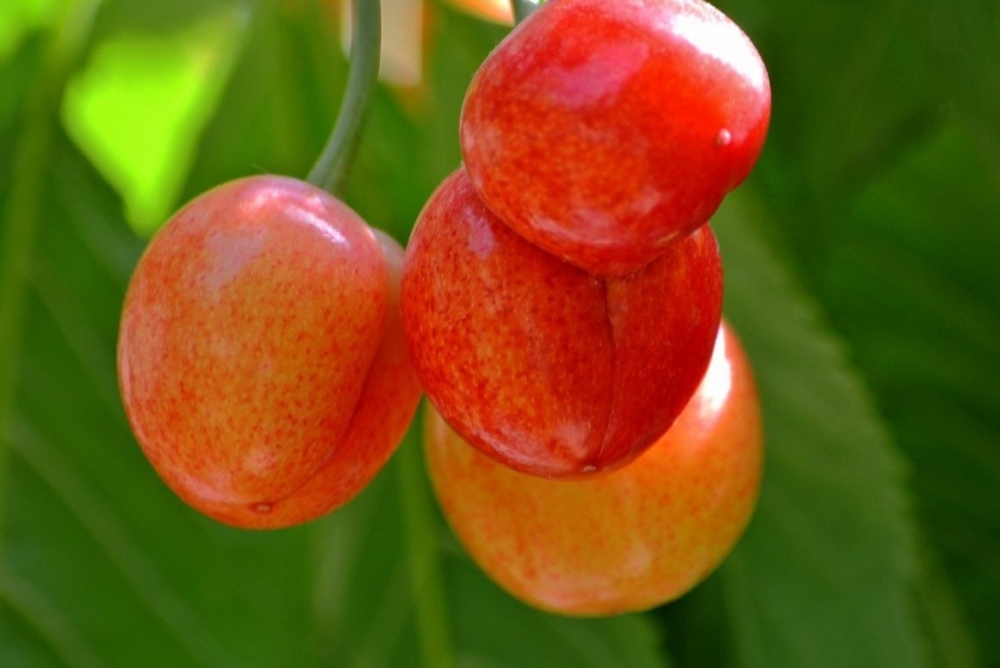 点击大图看下一张：酸甜可口，皮薄多汁鲜红艳的樱桃图片