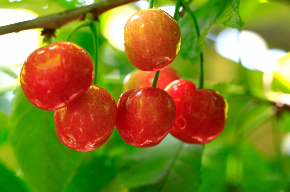 点击大图看下一张：酸甜可口，皮薄多汁鲜红艳的樱桃图片