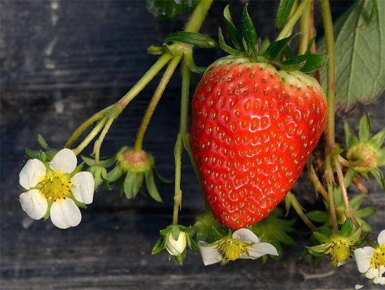 点击大图看下一张：草莓依然，红着甜甜的笑脸，迎着清风