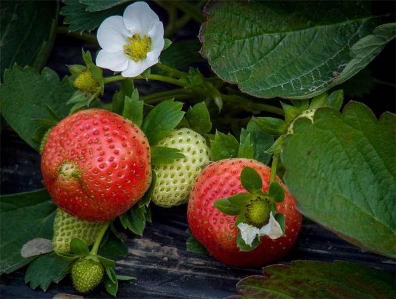点击大图看下一张：草莓依然，红着甜甜的笑脸，迎着清风