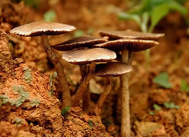 一组可爱又好吃的蘑菇图片欣赏