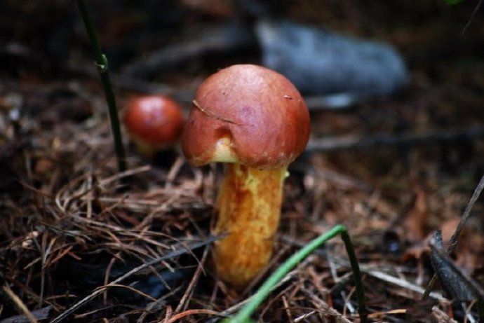 点击大图看下一张：一组有点萌的小蘑菇图片欣赏
