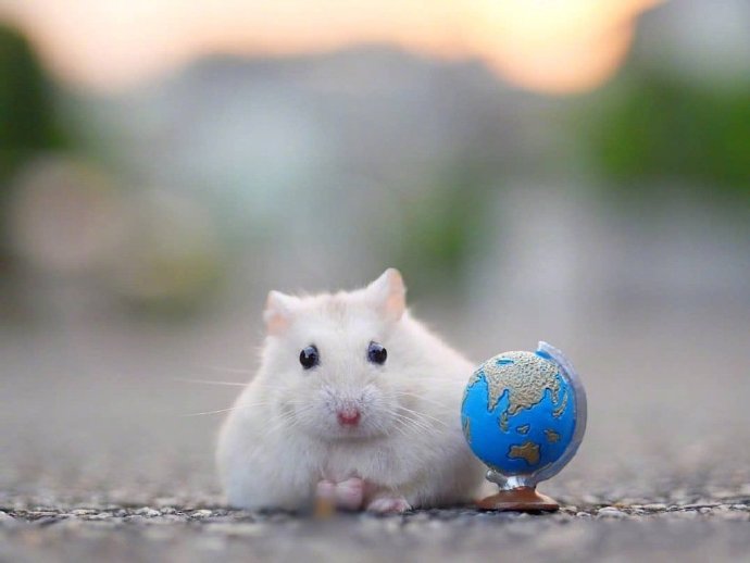 点击大图看下一张：小仓鼠的单身生活，还真是丰富多彩呢