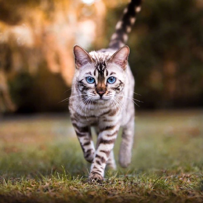 点击大图看下一张：豹猫Alana，大大的蓝眼睛和美丽的斑纹