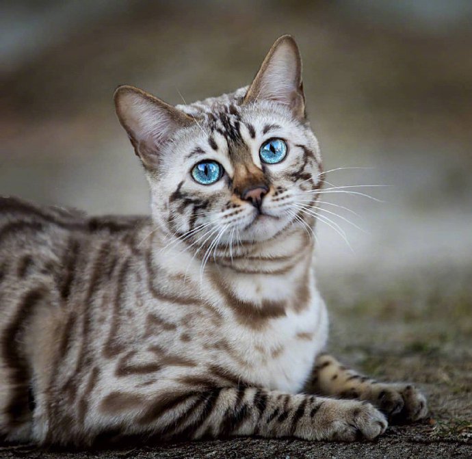 点击大图看下一张：豹猫Alana，大大的蓝眼睛和美丽的斑纹