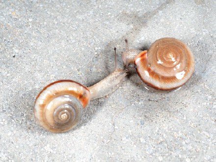 点击大图看下一张：超级可爱的小蜗牛图片