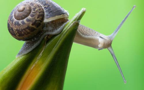 点击大图看下一张：一组艰难爬行的蜗牛图片