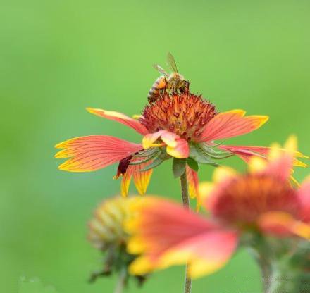 点击大图看下一张：蜜蜂和蝴蝶在花中飞舞的图片