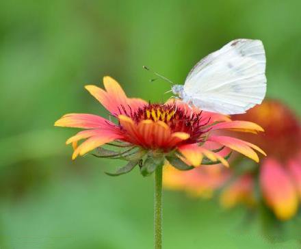 点击大图看下一张：蜜蜂和蝴蝶在花中飞舞的图片