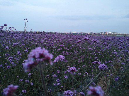 点击大图看下一张：一组紫色花丛图片