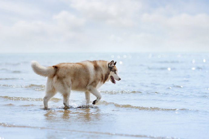 点击大图看下一张：在海边玩耍的很开心的二哈图片