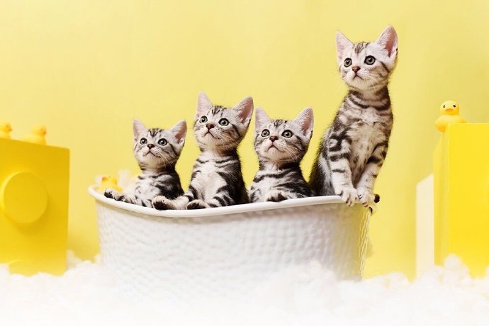 点击大图看下一张：一群超级可爱的小猫咪图片欣赏