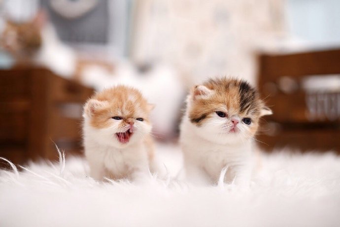 点击大图看下一张：一群超级可爱的小猫咪图片欣赏