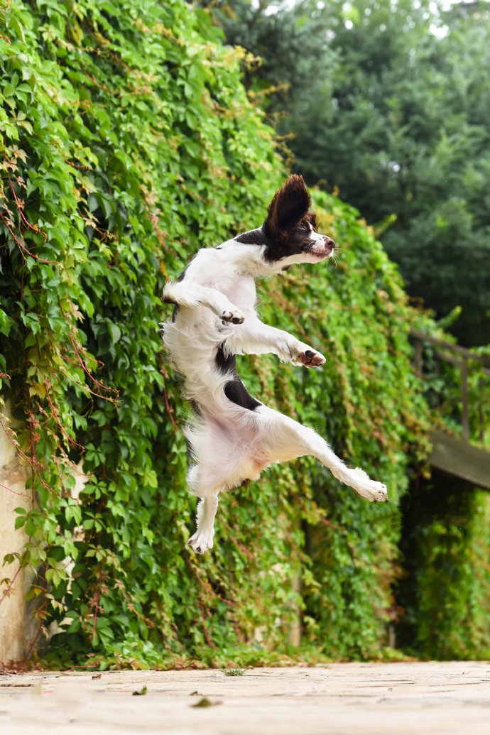 点击大图看下一张：史宾格，有灵敏的嗅觉和灵活的身躯