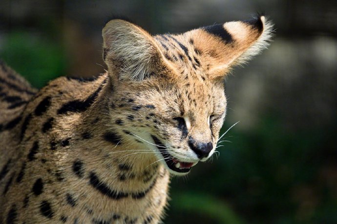 点击大图看下一张：一组可爱的豹猫图片