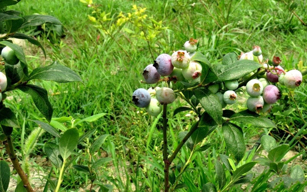 点击大图看下一张：一组青涩的还未成熟的蓝莓图片