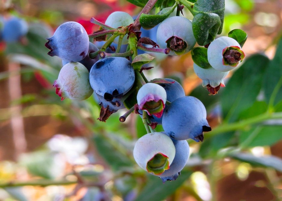 点击大图看下一张：一组渐渐成熟了的蓝莓图片欣赏