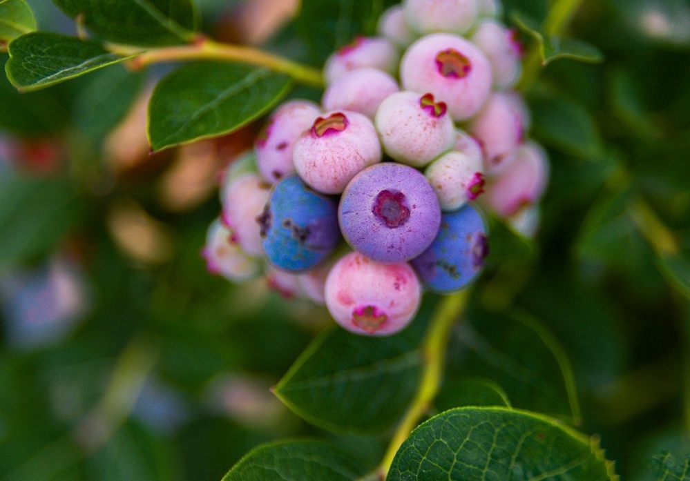 点击大图看下一张：一组渐渐成熟了的蓝莓图片欣赏