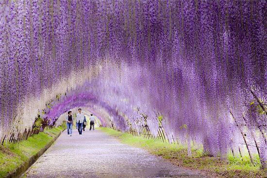 点击大图看下一张：日本北九州河内藤园的紫藤隧道，太美了