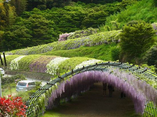点击大图看下一张：日本北九州河内藤园的紫藤隧道，太美了