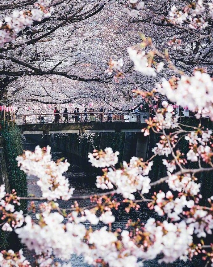 点击大图看下一张：一组美丽梦幻的樱花图片